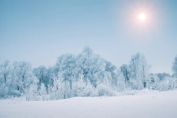 Solen över snöiga skogen i vintersäsongen — Stockfoto