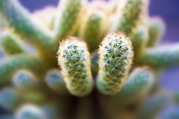 Cactus Mammillaria pianta della casa allungata Fotografia Stock