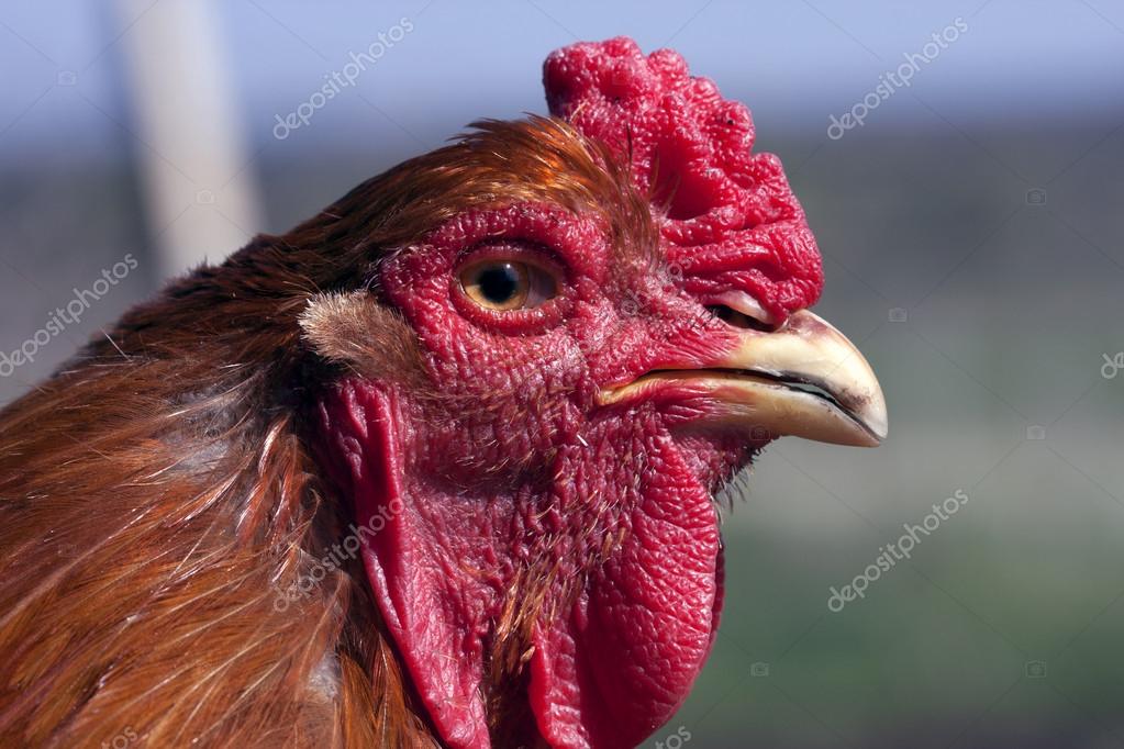grote pik pucs