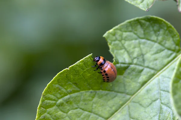 Beetle pest — Stock Photo, Image