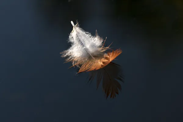 鳥の羽 — ストック写真