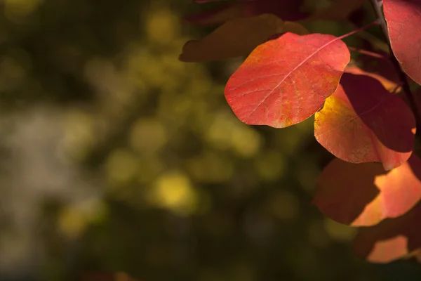 Herbstrot — Stockfoto