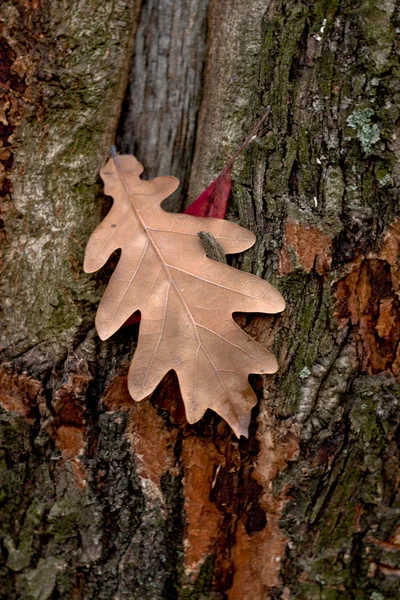 Dry leaves — Stock Photo, Image