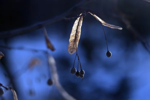 Linden tree — Stockfoto