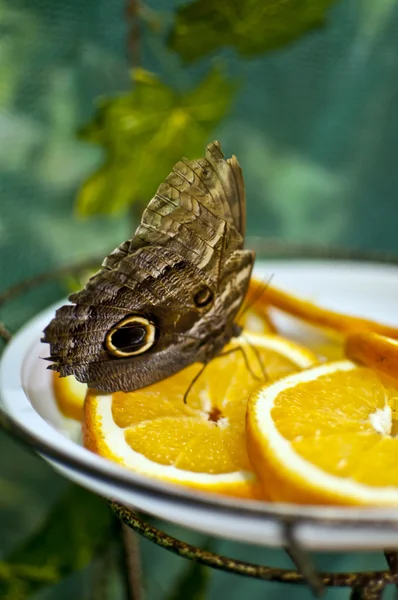 Kelebek