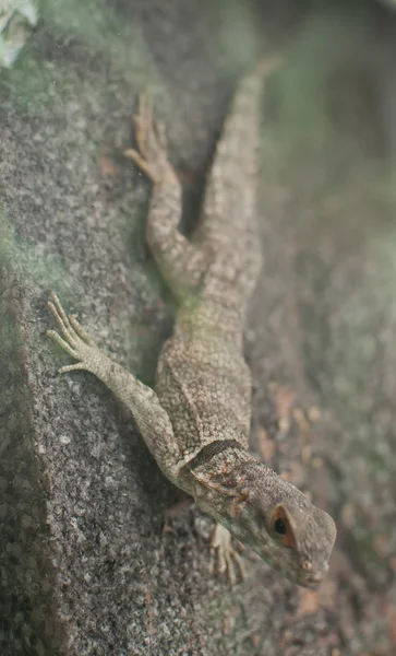 Reptilien — Stockfoto