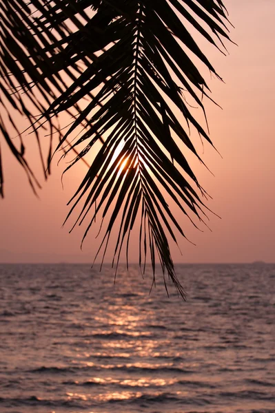 Silhueta de folhas de palma — Fotografia de Stock