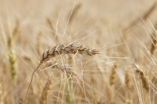 Campo de trigo — Fotografia de Stock