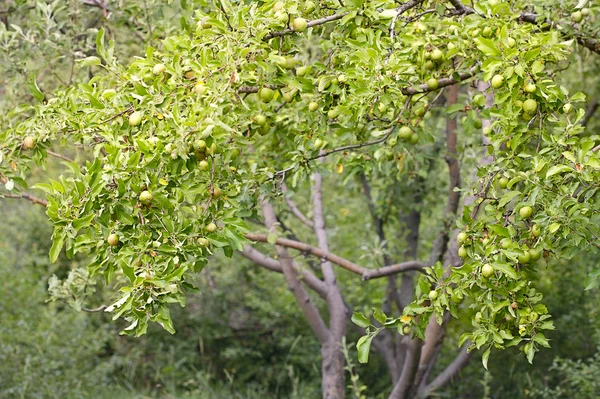 Grüne Äpfel — Stockfoto