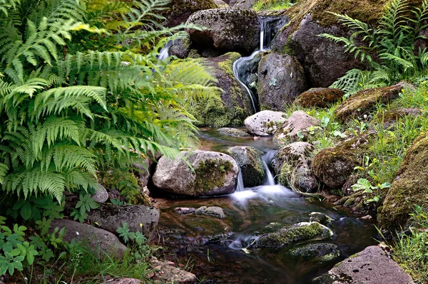 Arroyo con rocas en bosque tropical — Foto de Stock
