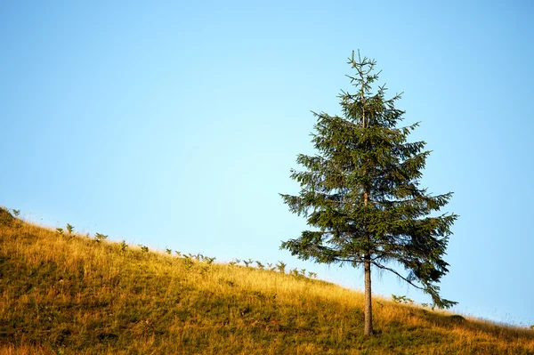 棵孤独的树 — 图库照片