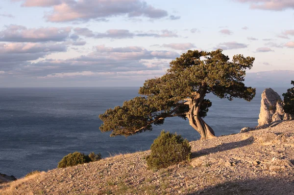 Árbol de enebro en la costa rocosa del Mar Negro —  Fotos de Stock