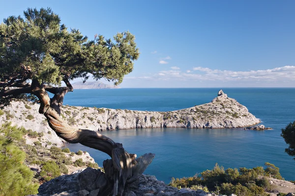 Juniper tree on rocky coast of Black sea — Stock Photo, Image