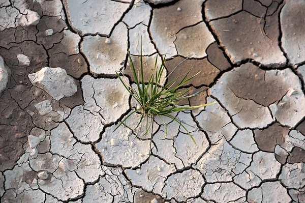 Green grass growing on cracked earth — Stock Photo, Image