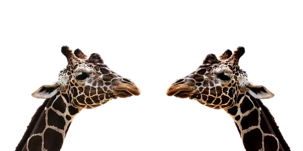 Close up portrait of a two giraffes — Stock Photo, Image