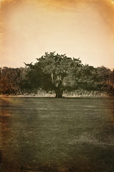 Retro style photo of tree — Stock Photo, Image