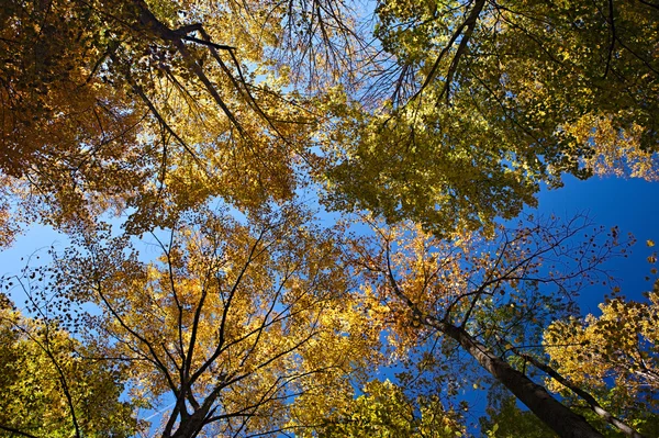 Parlak sonbahar orman — Stok fotoğraf