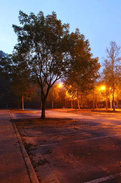 Ранним утром парк — стоковое фото