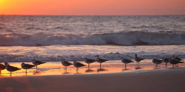 Seagulls on the beach — Stock Photo, Image