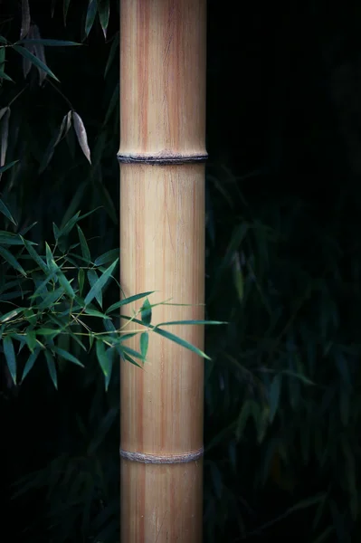 Fundo de floresta de bambu — Fotografia de Stock