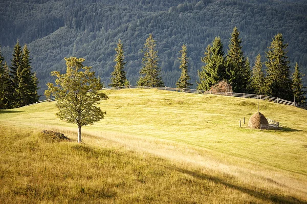 Colline montane dei Carpazi — Foto Stock