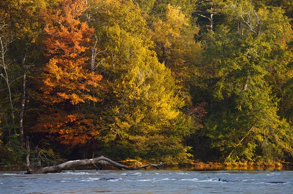 Bei colori autunnali alberi sulla riva del fiume — Foto Stock