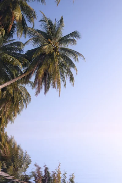 Пляж с отраженными у воды пальмами — стоковое фото
