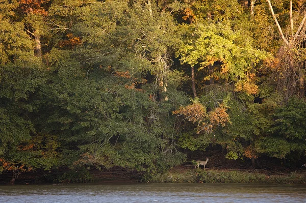 Lever de soleil de rivière avec cerf sur la rive — Photo