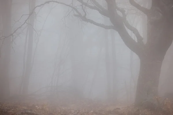 Φθινόπωρο δάσος στο ομιχλώδης καιρός — Φωτογραφία Αρχείου