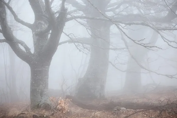秋天的森林在有雾的天气 — 图库照片