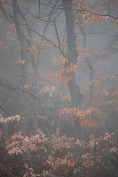 Bosque otoñal a niebla — Foto de Stock