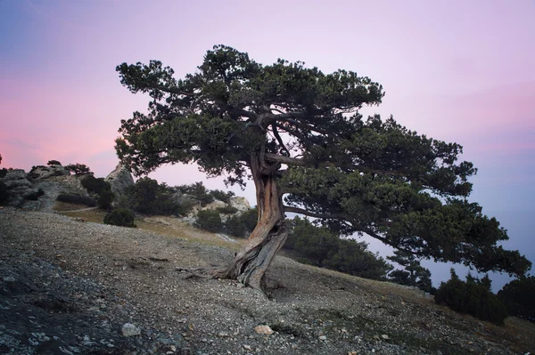 Juniper tree at sunset — Stock Photo, Image