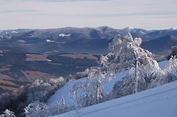 Paisaje montañoso de invierno con abetos en la colina — Foto de Stock