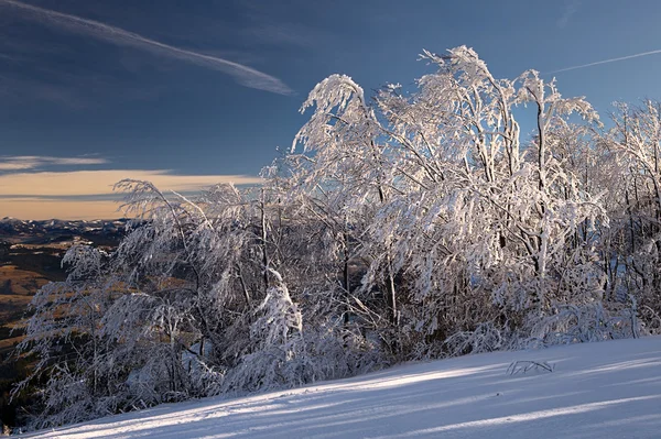 Winter mountain landscape with fir trees on the hill — Stock Photo, Image