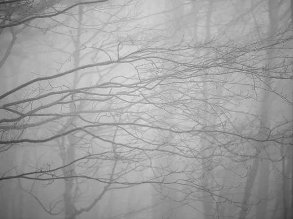 Hösten skogen på dimmigt väder — Stockfoto