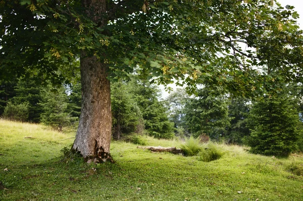 Zelené letní strom — Stock fotografie