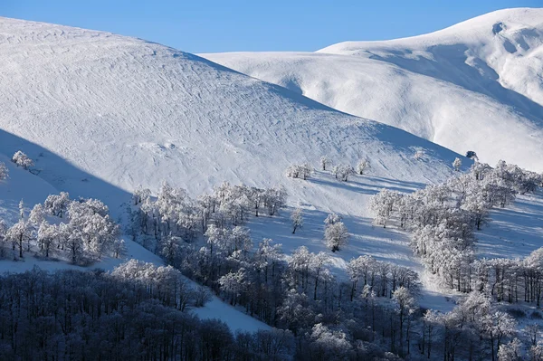 冬天山上杉木树山风景 — 图库照片