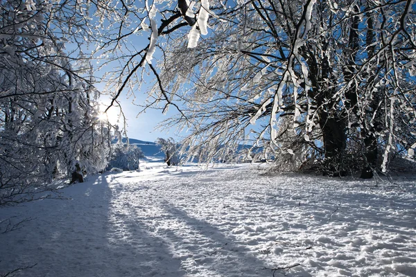 Paisaje montañoso de invierno con abetos en la colina —  Fotos de Stock