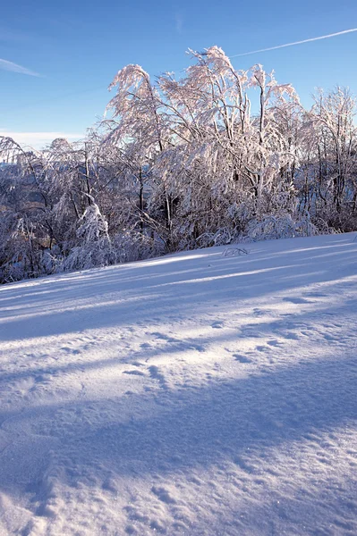 Paisaje montañoso de invierno con abetos en la colina —  Fotos de Stock