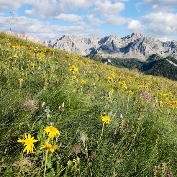 Almwiesen — Stockfoto