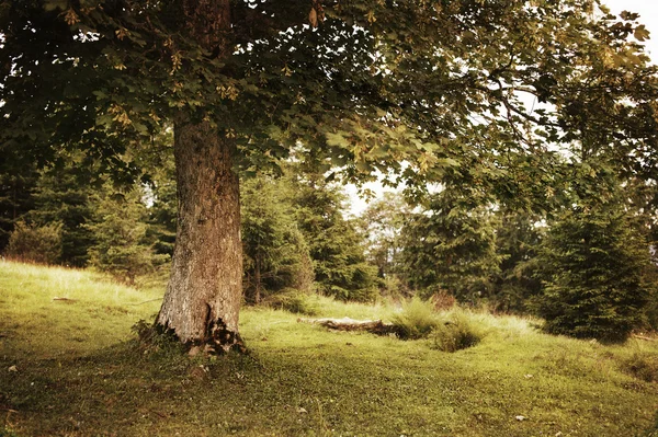 Styl Vintage zdjęcie drzewa zielone lato — Zdjęcie stockowe