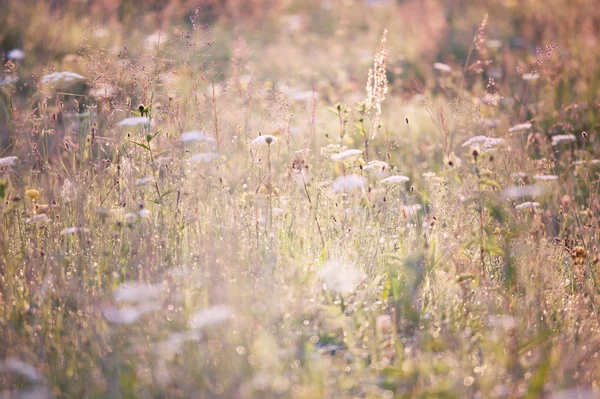 夏の草原の背景 — ストック写真