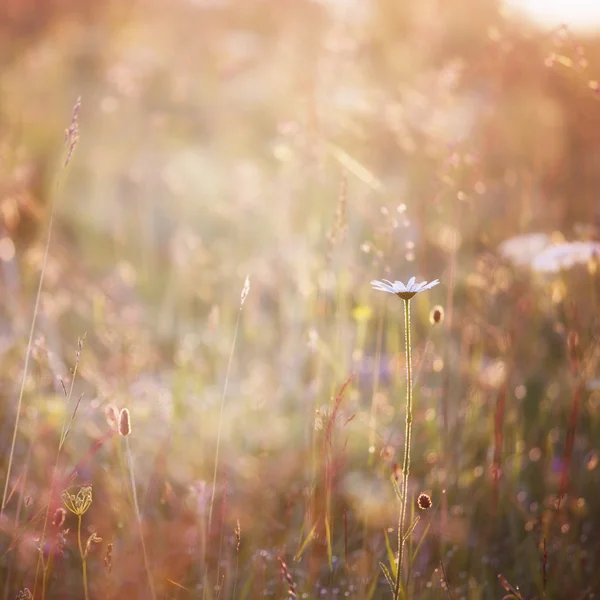 Sommaräng — Stockfoto