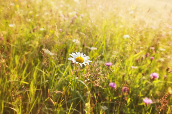 Summer sunny meadow and white dandelion — Stock Photo, Image