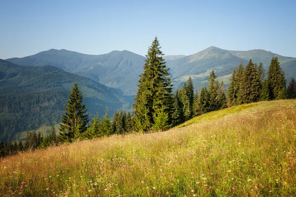 Sommer sonnige Wiese — Stockfoto