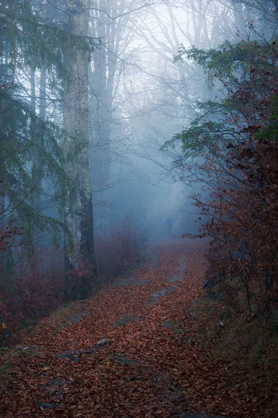 Bosque de otoño — Foto de Stock