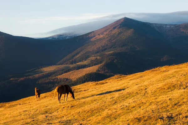 Paarden op de zonnige berg heuvel — Stockfoto