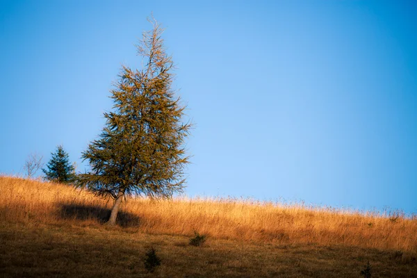 Outono árvore solitária nas colinas da montanha — Fotografia de Stock