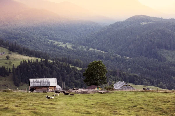 Montagnes des Carpates paysage rural — Photo