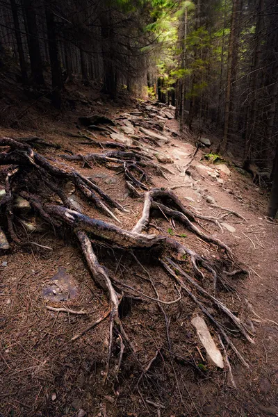 黑暗的旧森林 — 图库照片